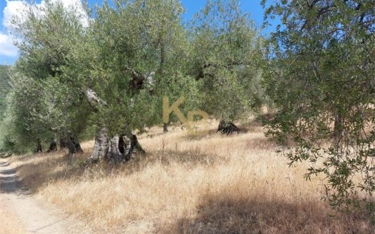 Bellissimo oliveto in piena produzione