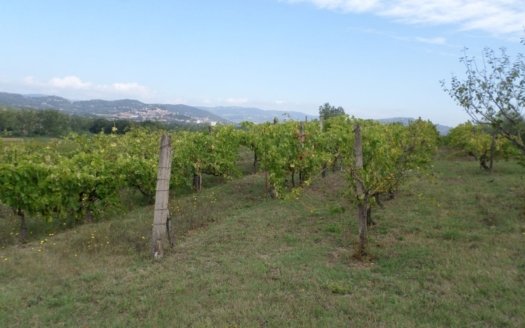 Terreno agricolo 5000 mq in Vendita a Magione