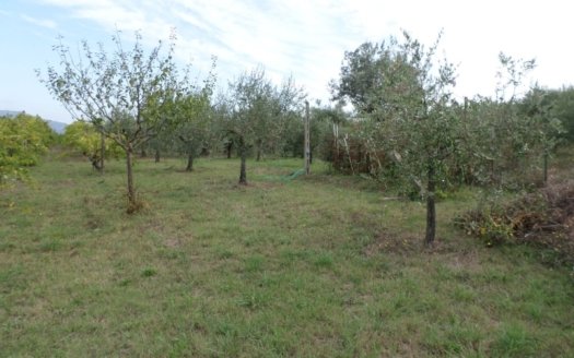 Terreno agricolo 5000 mq in Vendita a Magione